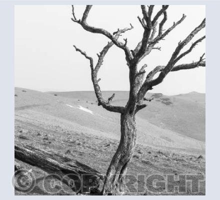 Alton Barnes white horse