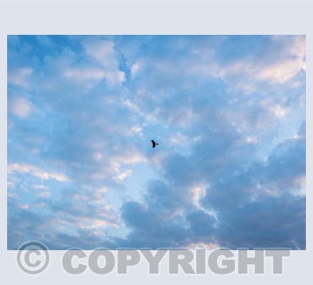 Palimpsest - 0753