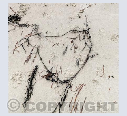 Hearts in Nature 5