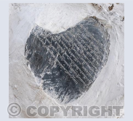 Hearts in Nature 6
