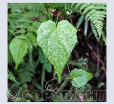Hearts in Nature 7