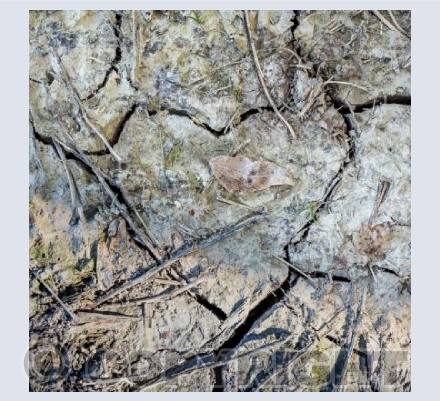 Hearts in Nature 8