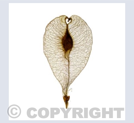 Hearts in Nature 10