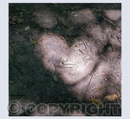 Hearts in Nature 11