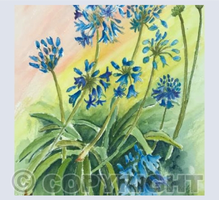 Agapanthus
