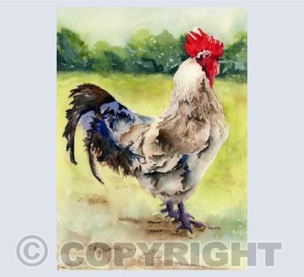 Cock of the Island