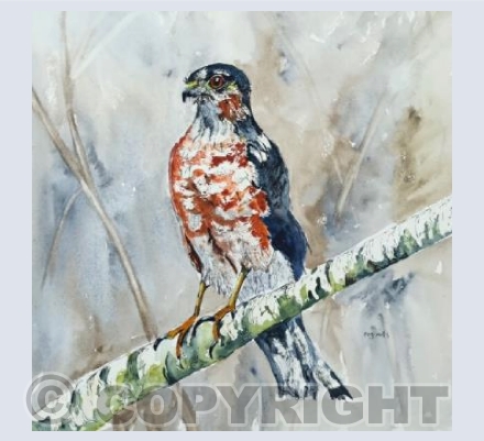 Hawk!