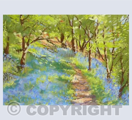 Deerstones Wood Bluebells