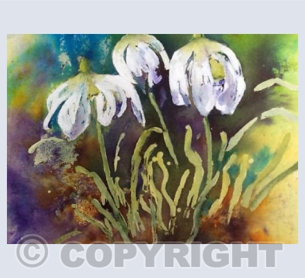 Snowdrops