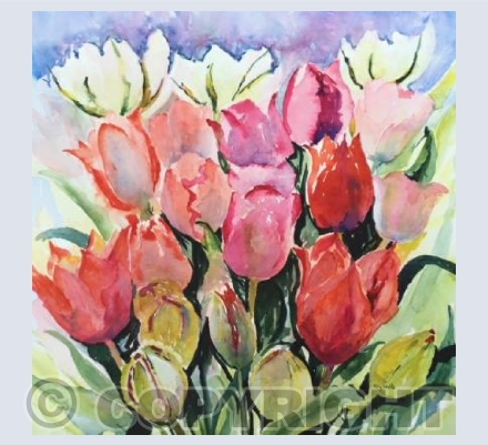 Tulips