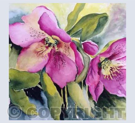 Lenten Rose
