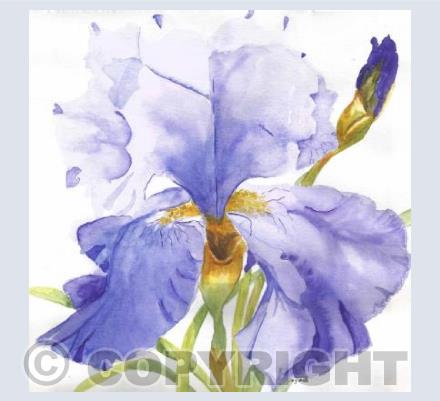 Pale Iris