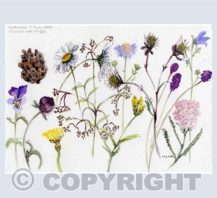 Haltwhistle Flowers