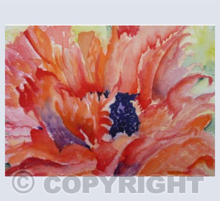Ragged Poppy