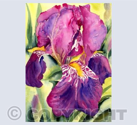 Purple Iris