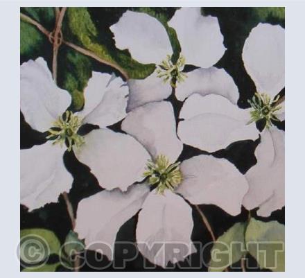 Clematis White