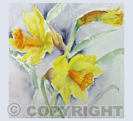 Daffodils