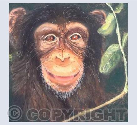 Cheeky Chimp
