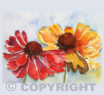 Two Heleniums
