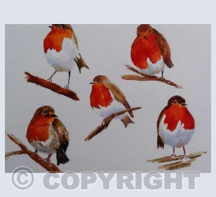 Study of 5 Robins