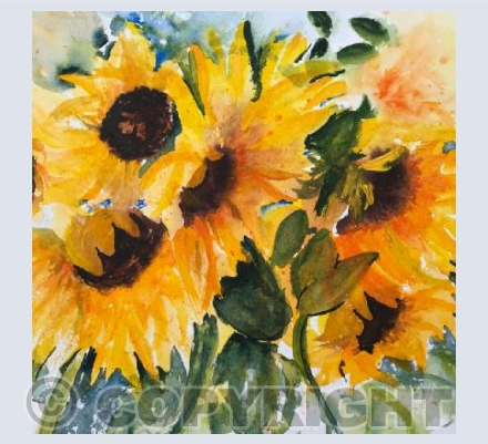 Lockdown sunflowers