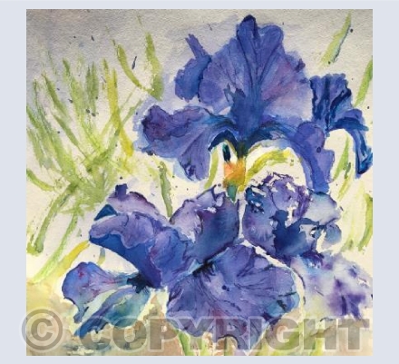 Blue Iris