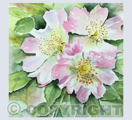 Wild Roses