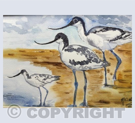 Avocets on the Exe