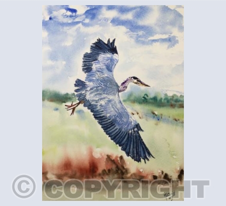 Blue Heron in the Scillies