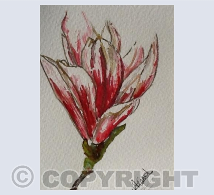 Magnolia Joy