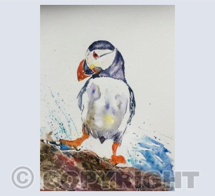 Puffin - Splashing about!