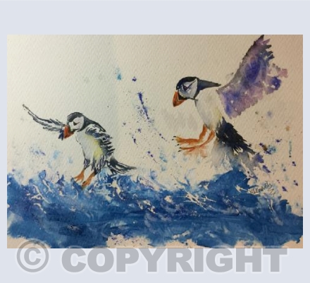 Puffin Flight