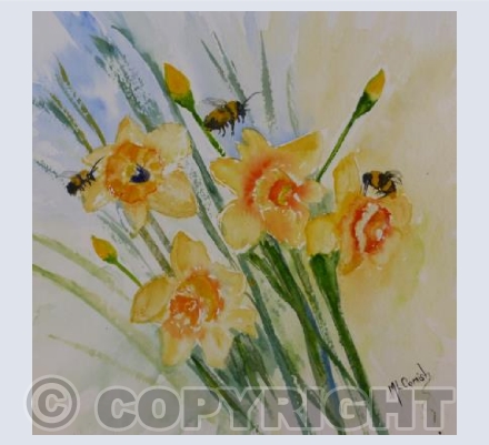 Daffodil Glory