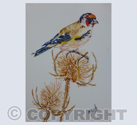 Goldfinch Teasels