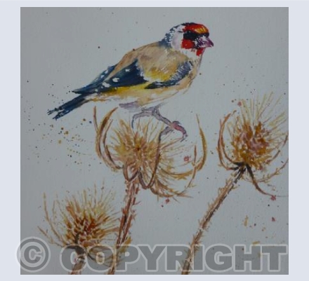 Goldfinch
