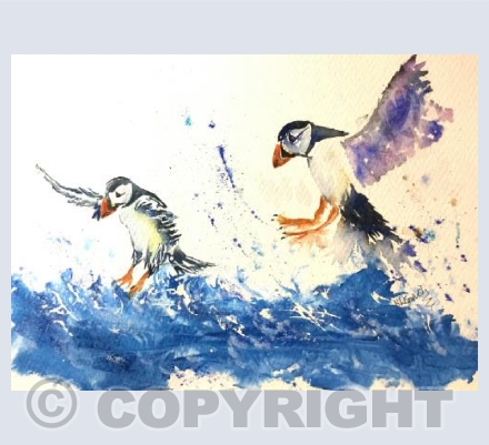 Puffin Flight