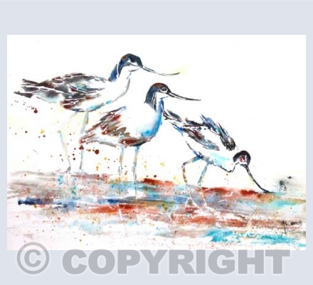 Avocets about