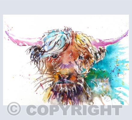 Shetland Cow