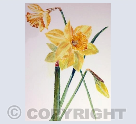 Daffodil Delight