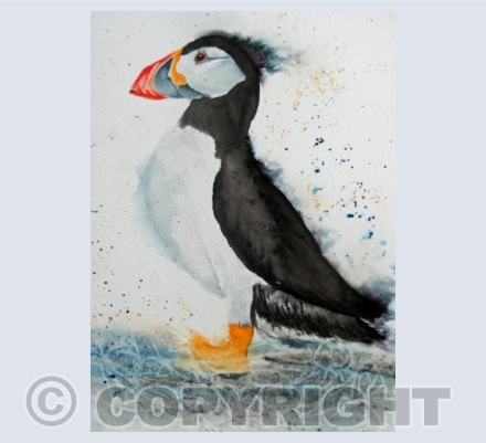 puffin