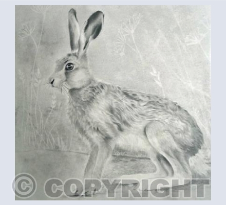 HARE