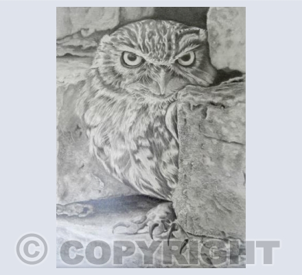 Little owl