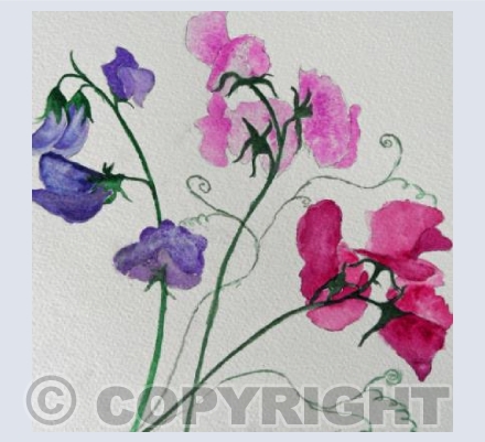 sweet peas2