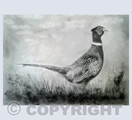 pheasant