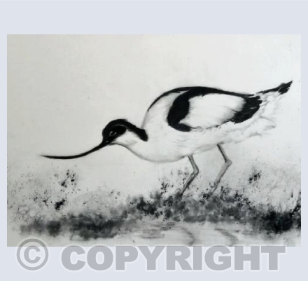 avocet