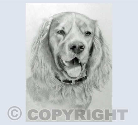cocker spaniel