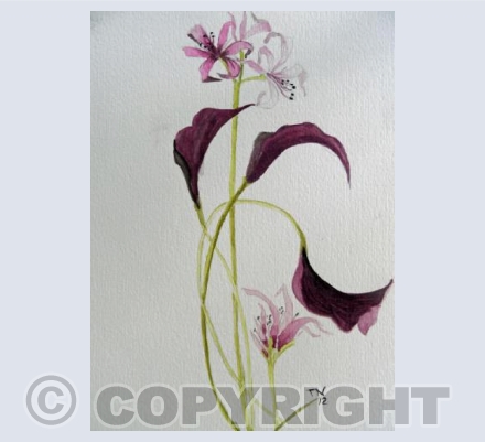 Nerines