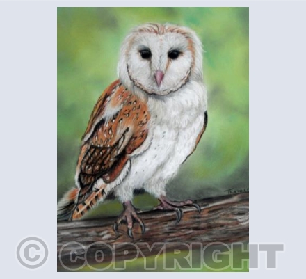 Barn Owl