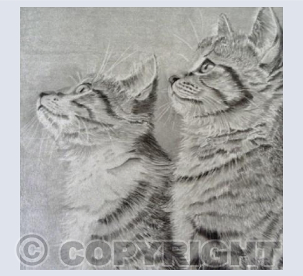 TABBY TWINS