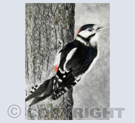 woodpecker